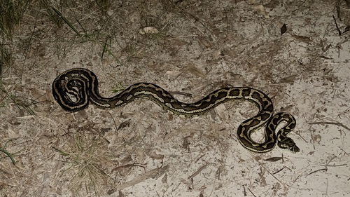 Coastal Carpet Python sighting