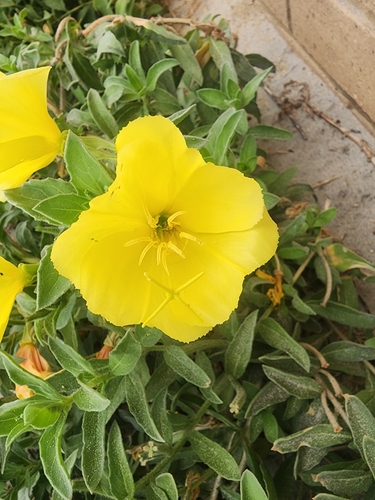 Image of Oenothera drummondii by (c) Belinda Forbes, some rights reserved (CC BY)