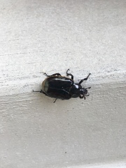 Osmoderma eremicola
