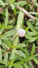 Spilanthes leiocarpa, photograph author not stated, no rights reserved