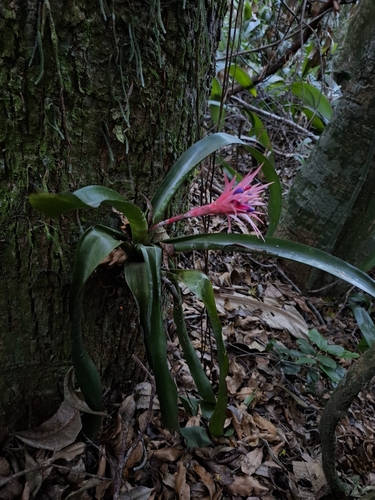 Aechmea fasciata