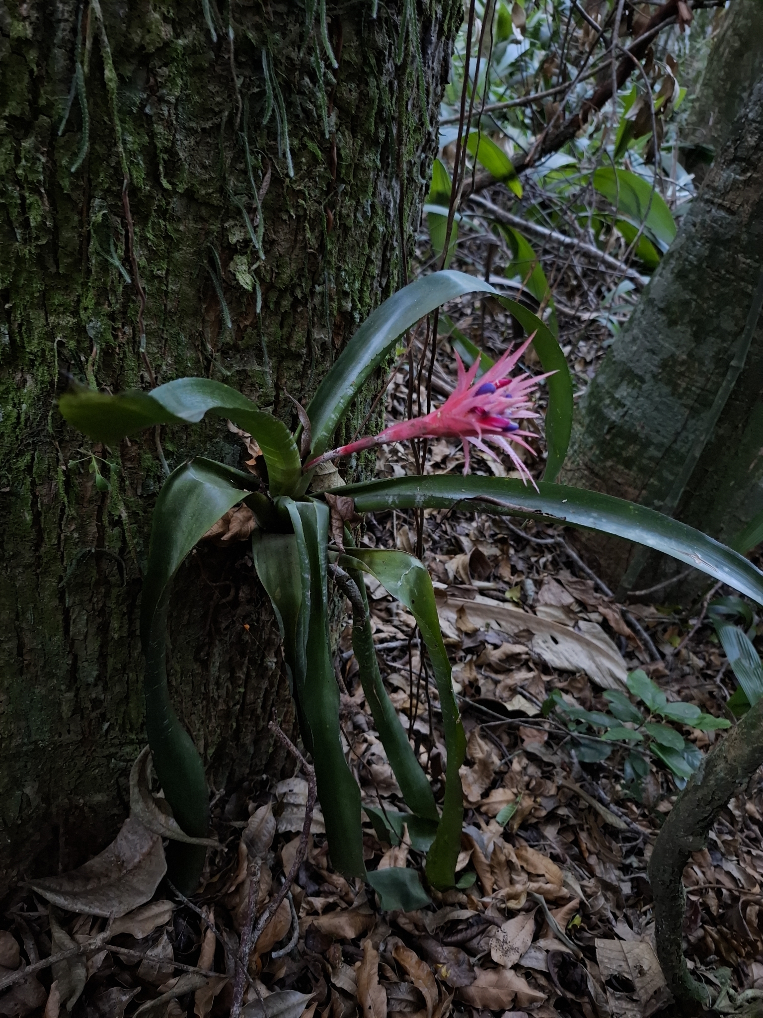 Imagem de Bromélia