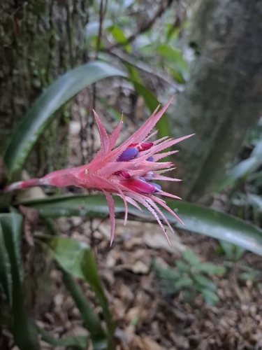 Aechmea fasciata
