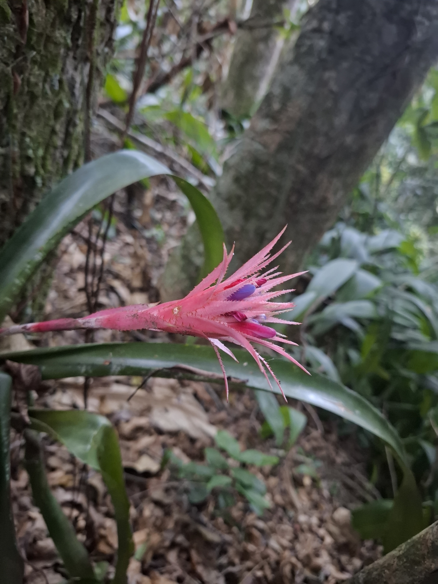 Imagem de Bromélia