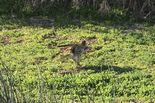 iNaturalist observation photo of Red-tailed Hawk