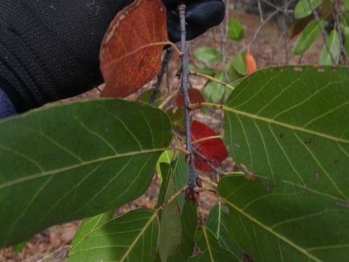 Quercus praineana