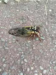 Auritibicen bihamatus