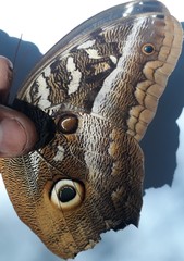 Caligo idomeneus
