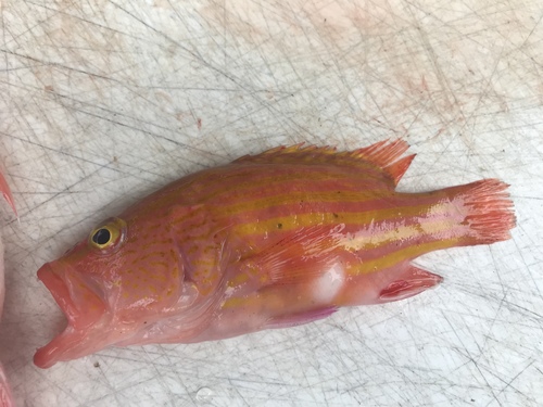 Spanish flag (Gonioplectrus hispanus) — Serranidae — 2