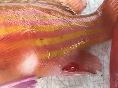 Gonioplectrus hispanus