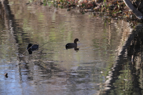 iNaturalist observation photo of American Coot