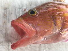 Gonioplectrus hispanus