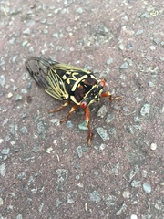 Auritibicen bihamatus