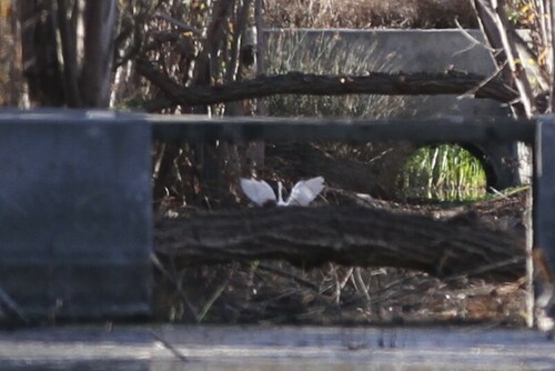 iNaturalist observation photo of Typical Herons and Egrets