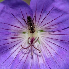 Platycheirus scutatus