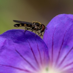 Platycheirus scutatus