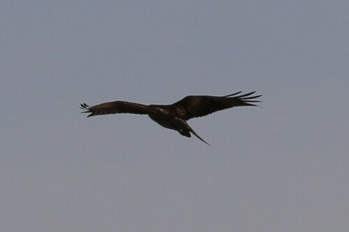 iNaturalist observation photo of Red-tailed Hawk