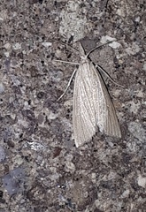 Eoreuma densellus