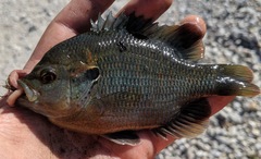 Lepomis miniatus