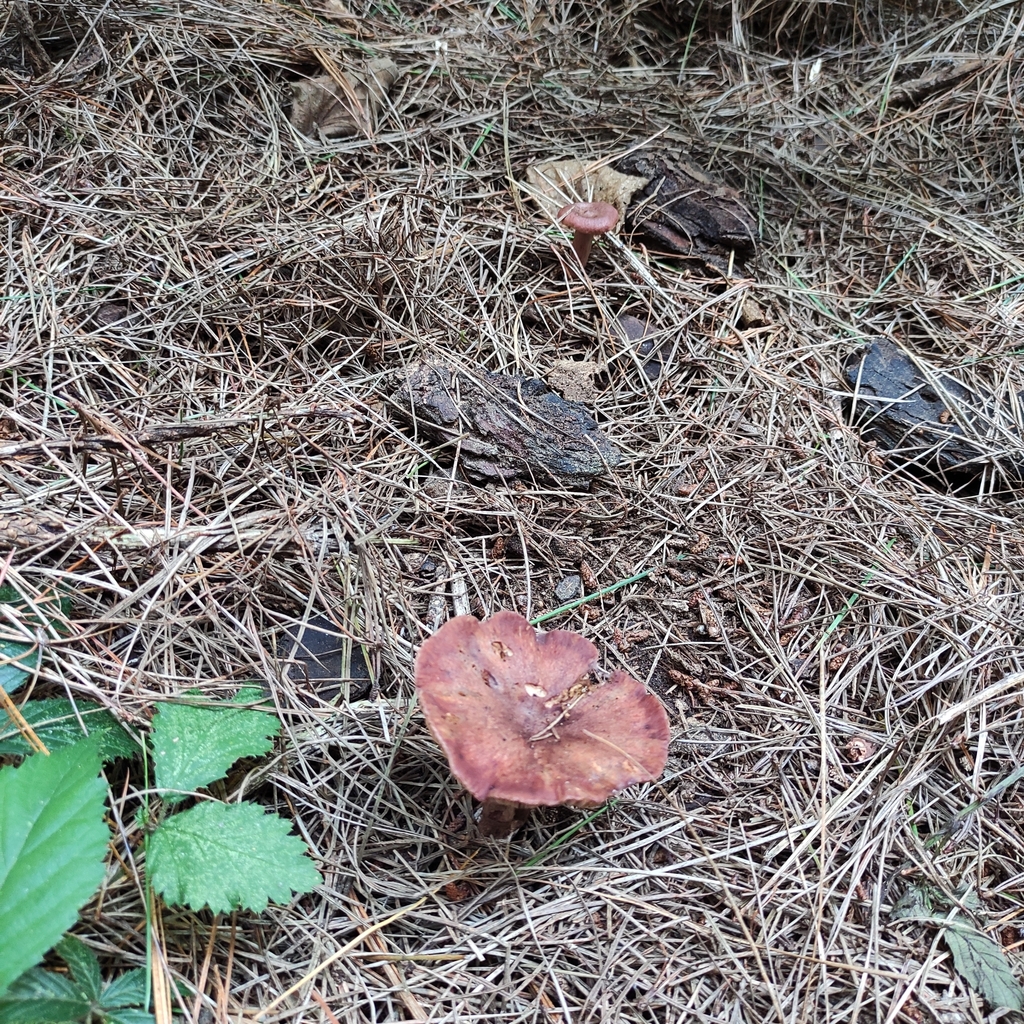 Lactarius rufus · March 2025 · photo: © jennysaito (iNaturalist, cc-by)