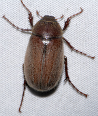Phyllophaga crenulata
