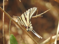 Protographium epidaus tepicus