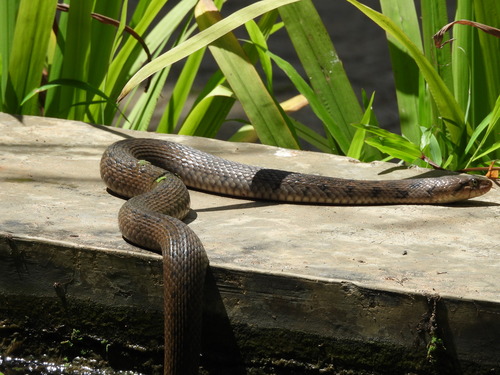 Tikiri Keelback