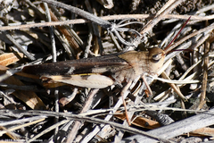 Chortophaga australior