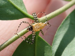 Pselliopus cinctus