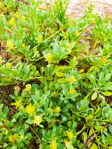 Foto de Carrapicho-de-beiço