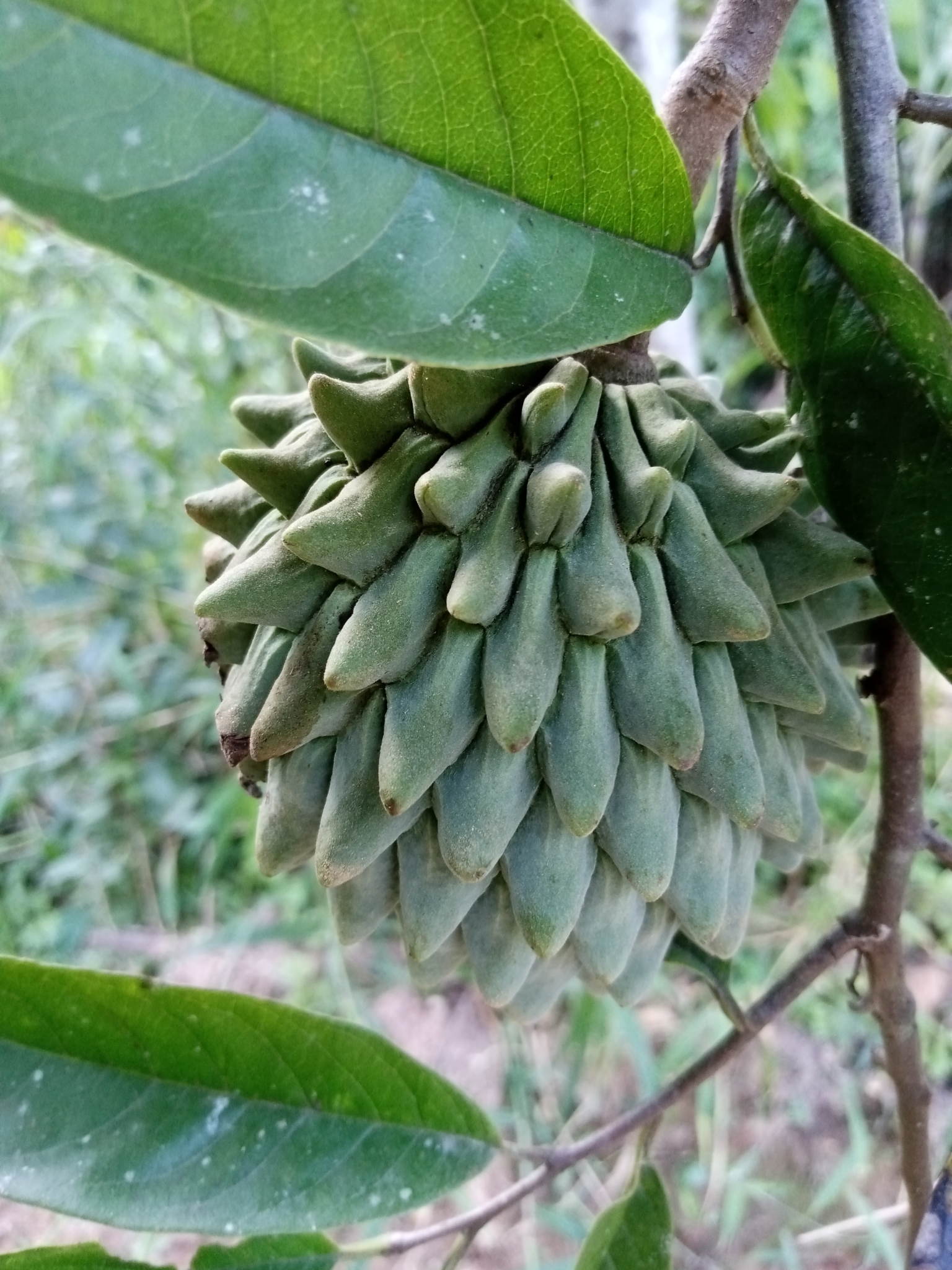 Imagem de Biribá
