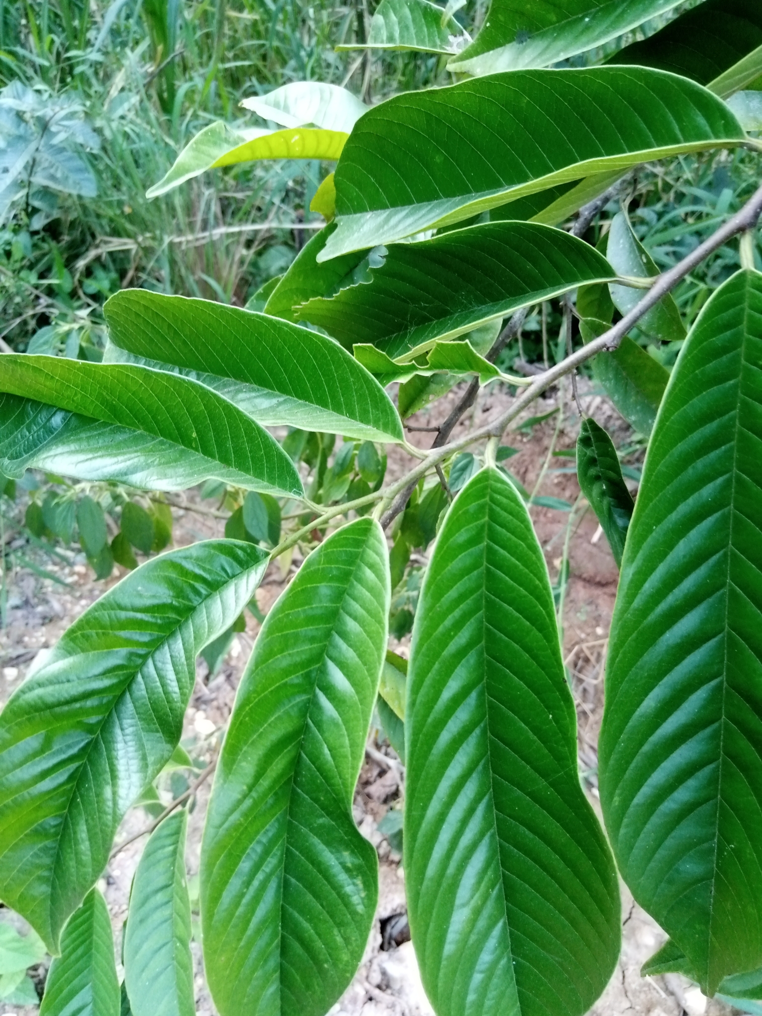 Imagem de Biribá