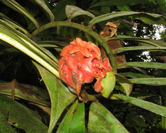 Costus lima