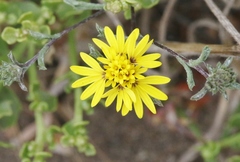 Lessingia germanorum