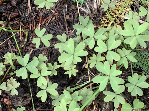 Blue woodsorrel (Oxalis caerulea)