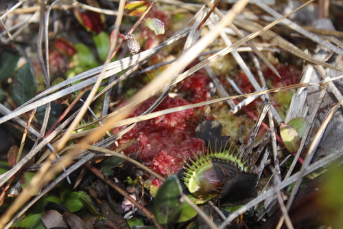 Image of Sphagnum tenerum by (c) Alex Karasoulos, some rights reserved (CC BY)