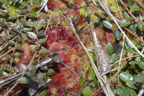 Image of Sphagnum tenerum by (c) Alex Karasoulos, some rights reserved (CC BY)