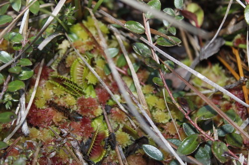Image of Sphagnum tenerum by (c) Alex Karasoulos, some rights reserved (CC BY)
