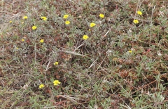 Lessingia germanorum