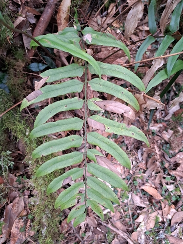 Polystichum hookerianum, photograph 1