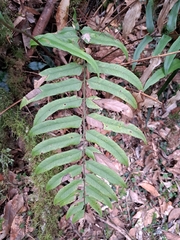 Polystichum hookerianum