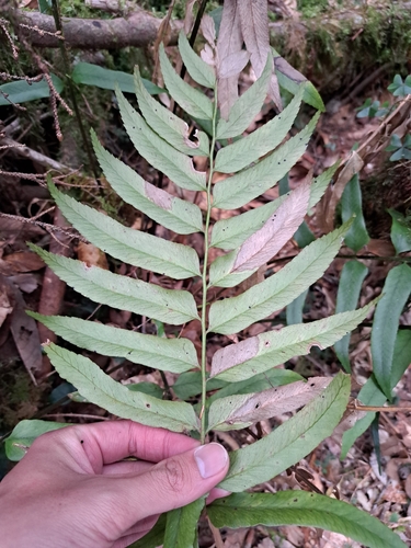 Polystichum hookerianum, photograph 2