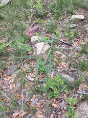 Sidalcea neomexicana