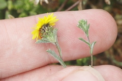 Lessingia germanorum