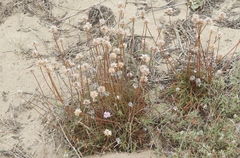 Armeria maritima californica