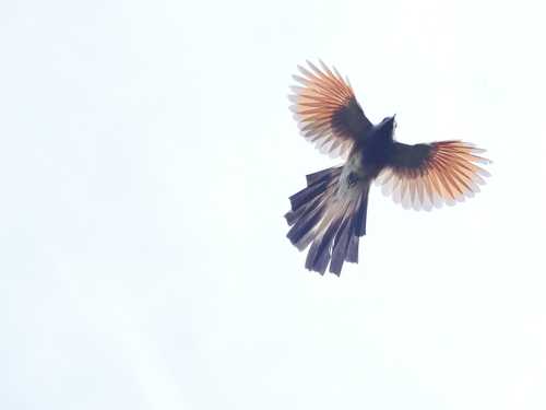 Bay-breasted Cuckoo (Coccyzus rufigularis), photo 6
