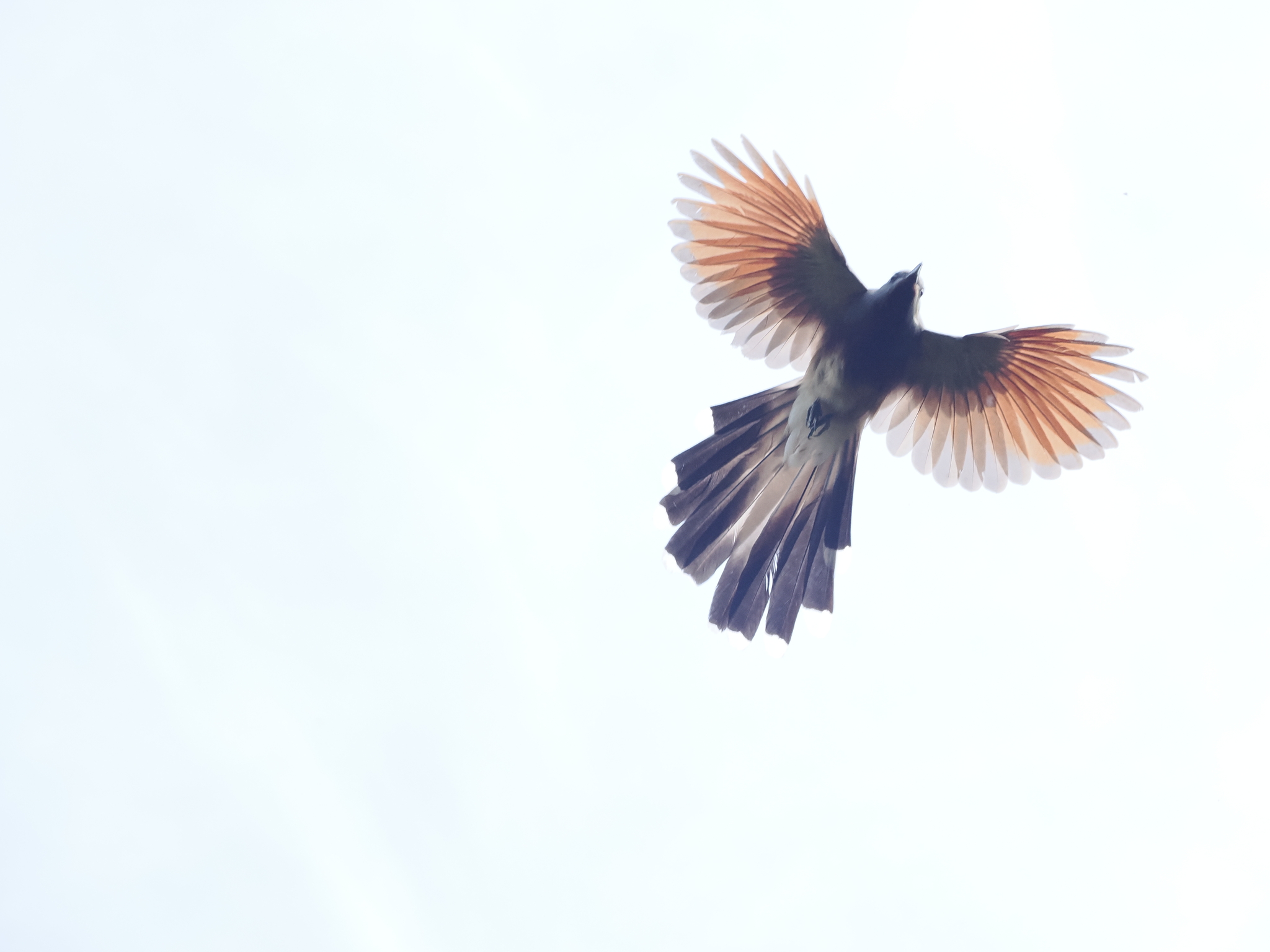 Bay-breasted Cuckoo illustration