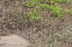 Lessingia germanorum