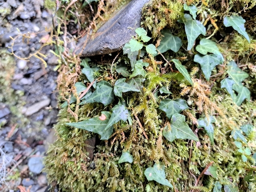 Image of Hedera rhombea by (c) vrxz, some rights reserved (CC BY-SA)