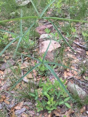 Sidalcea neomexicana
